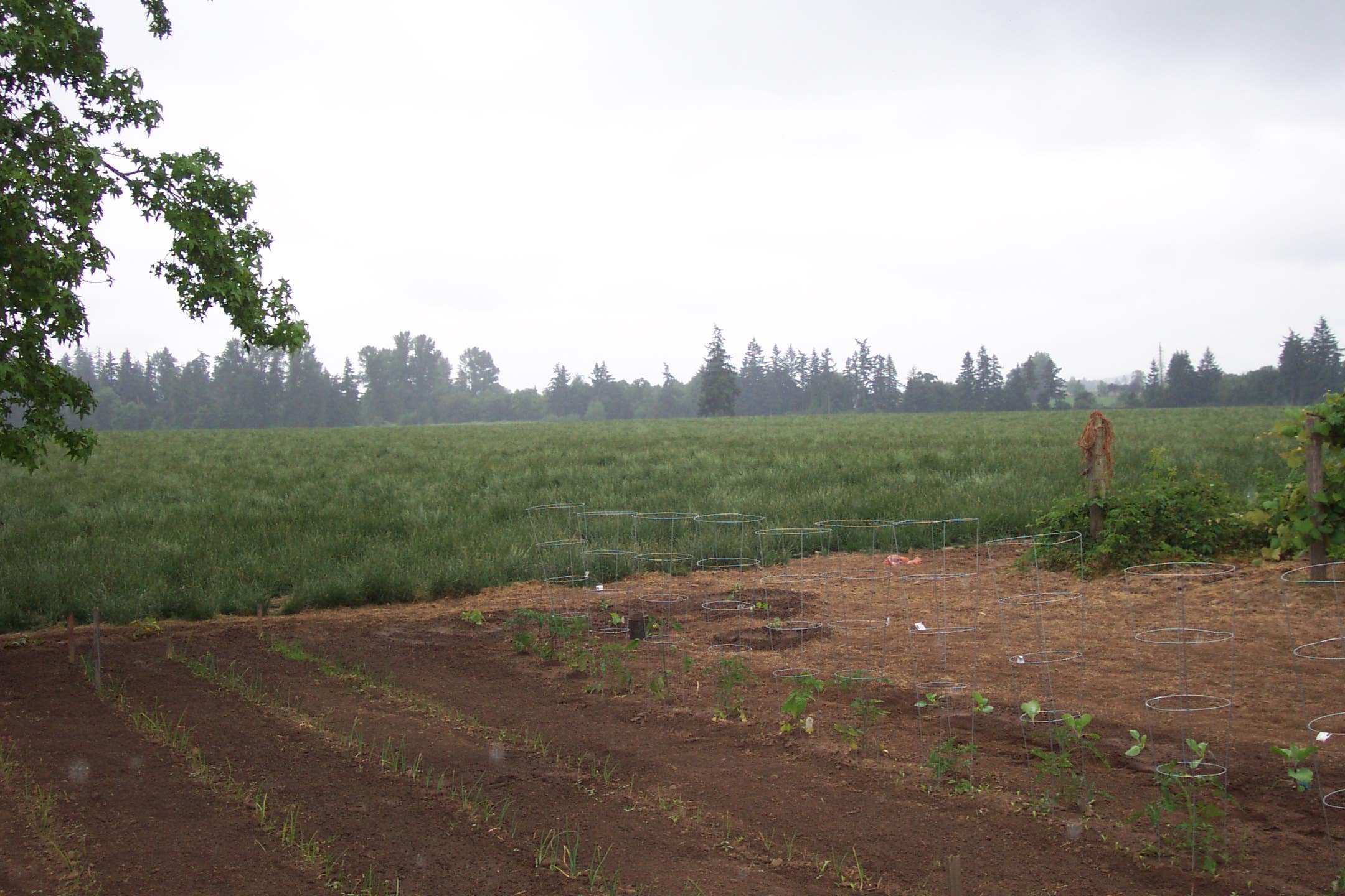 Myron and Keven's second farm, Oster II, Woodburn, Oregon, June 2007. A view of their 50 acres in grass seed.