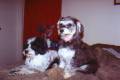 Darlene's Dogs, Abby and Sissy.