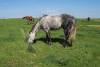 Cindy and Randy's horse