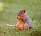 Nice Squirel