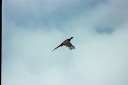 Pheasant Flying