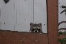Racoon Watching