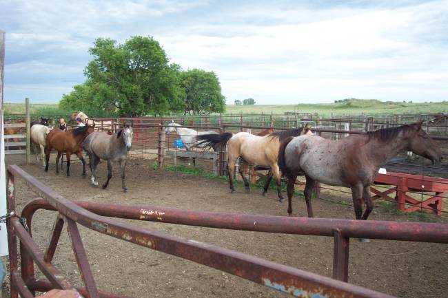 On Cindy and Randy's farm, Bismarck, ND, August 3, 2005