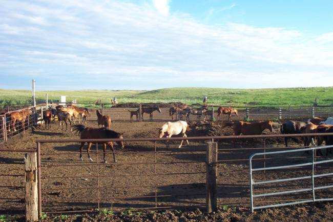 On Cindy and Randy's farm, Bismarck, ND, August 3, 2005
