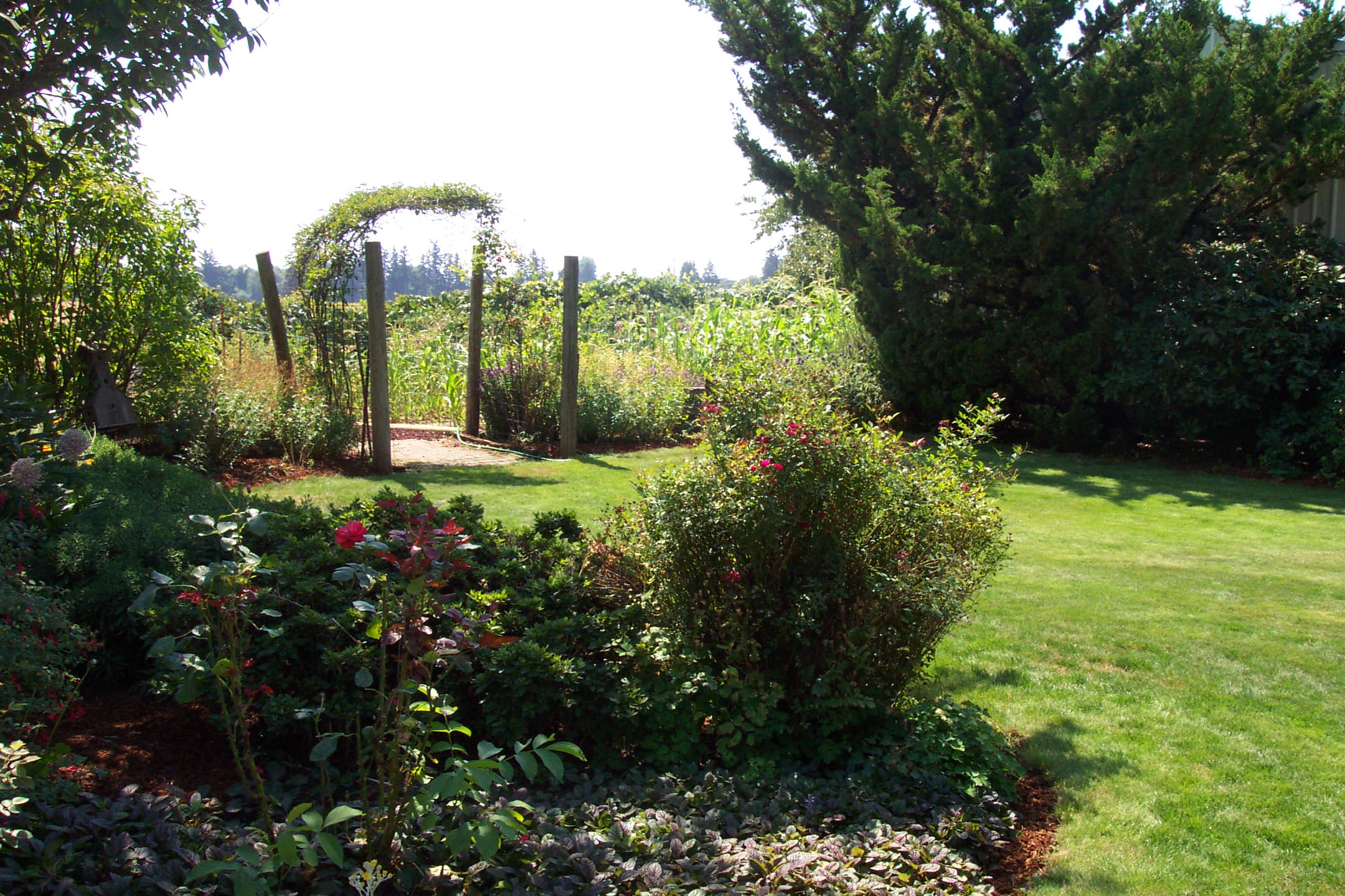 August 16, 2008, yard of Joe and Fran's home.