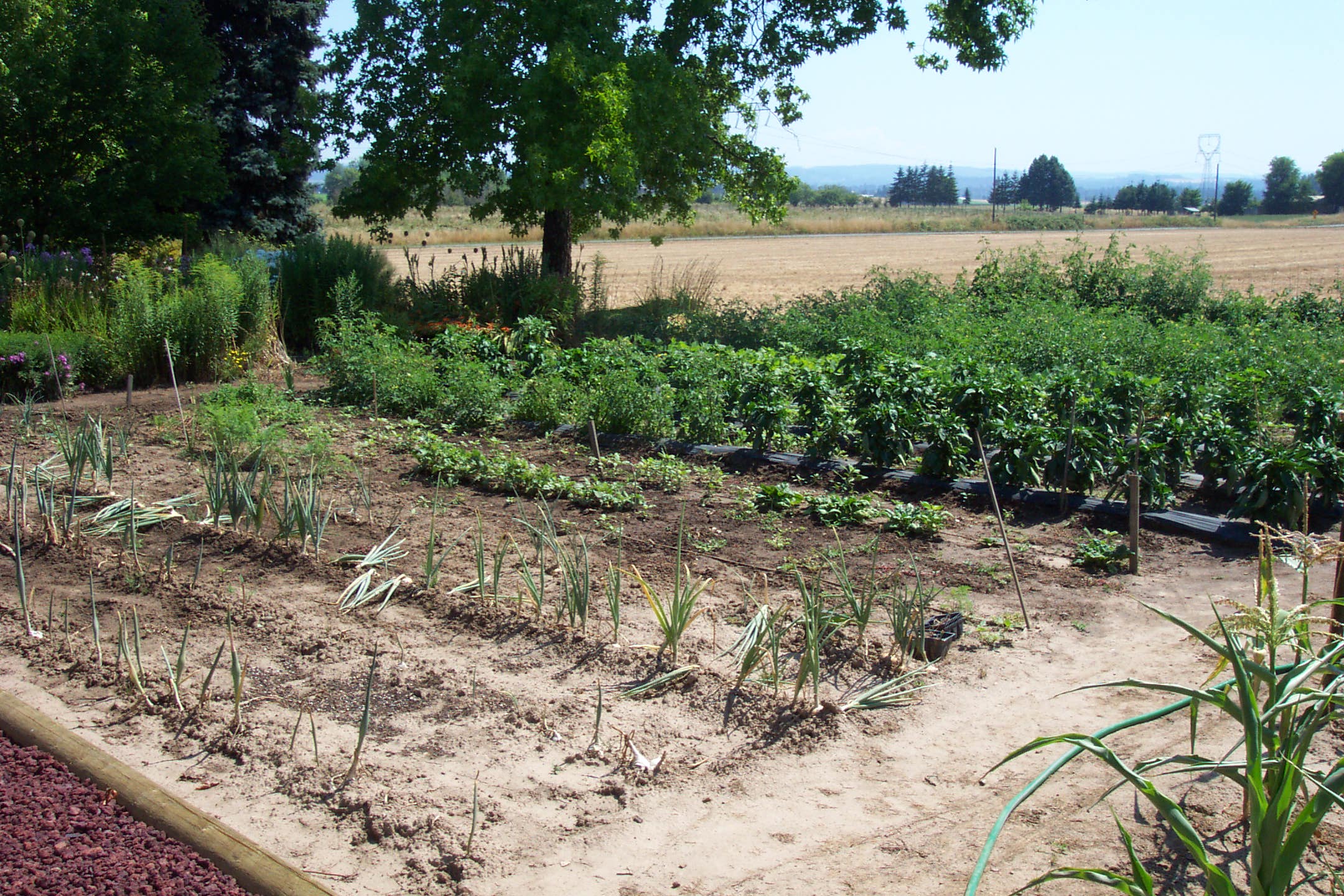 August 16, 2008, yard of Joe and Fran's home.