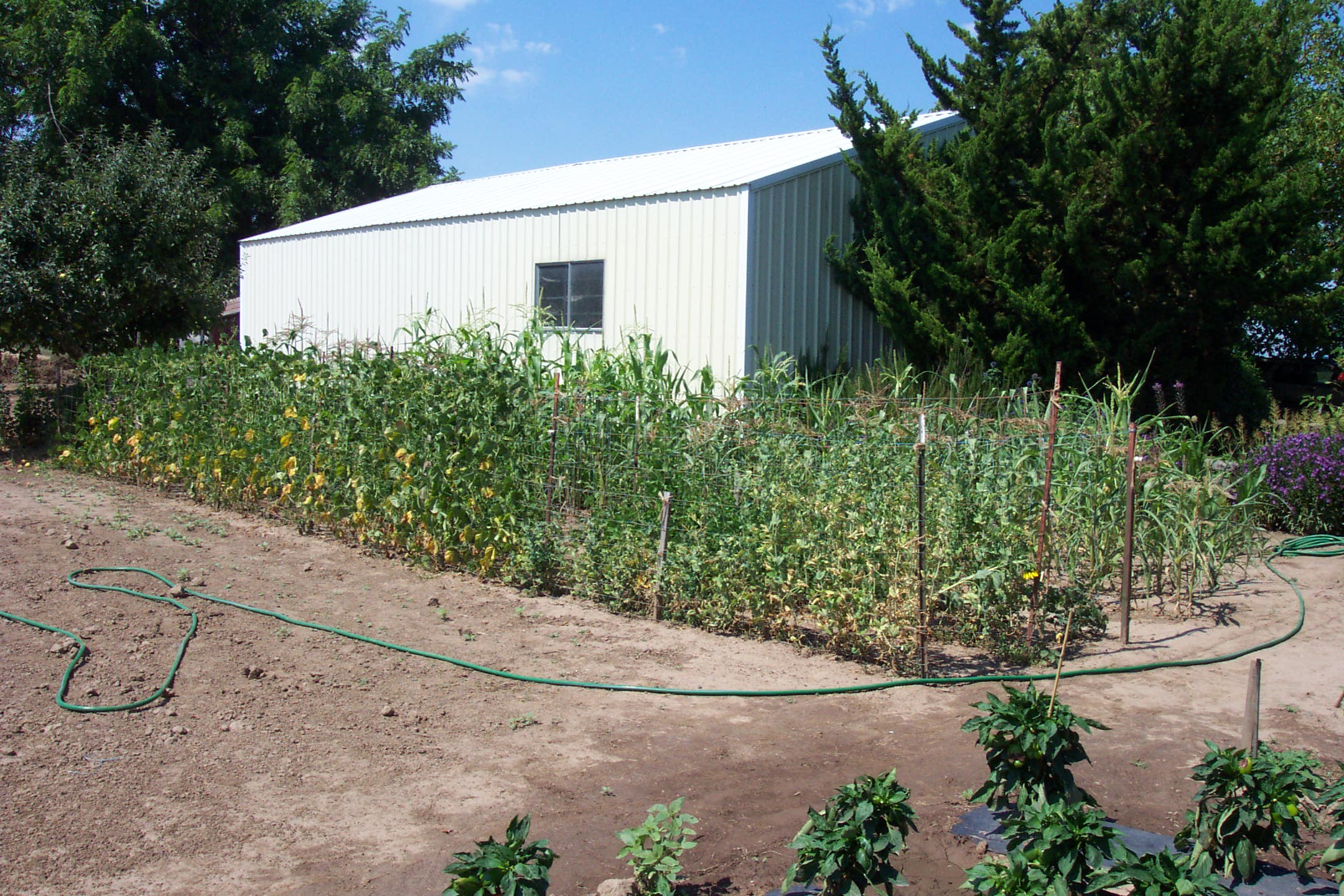 August 16, 2008, yard of Joe and Fran's home.
