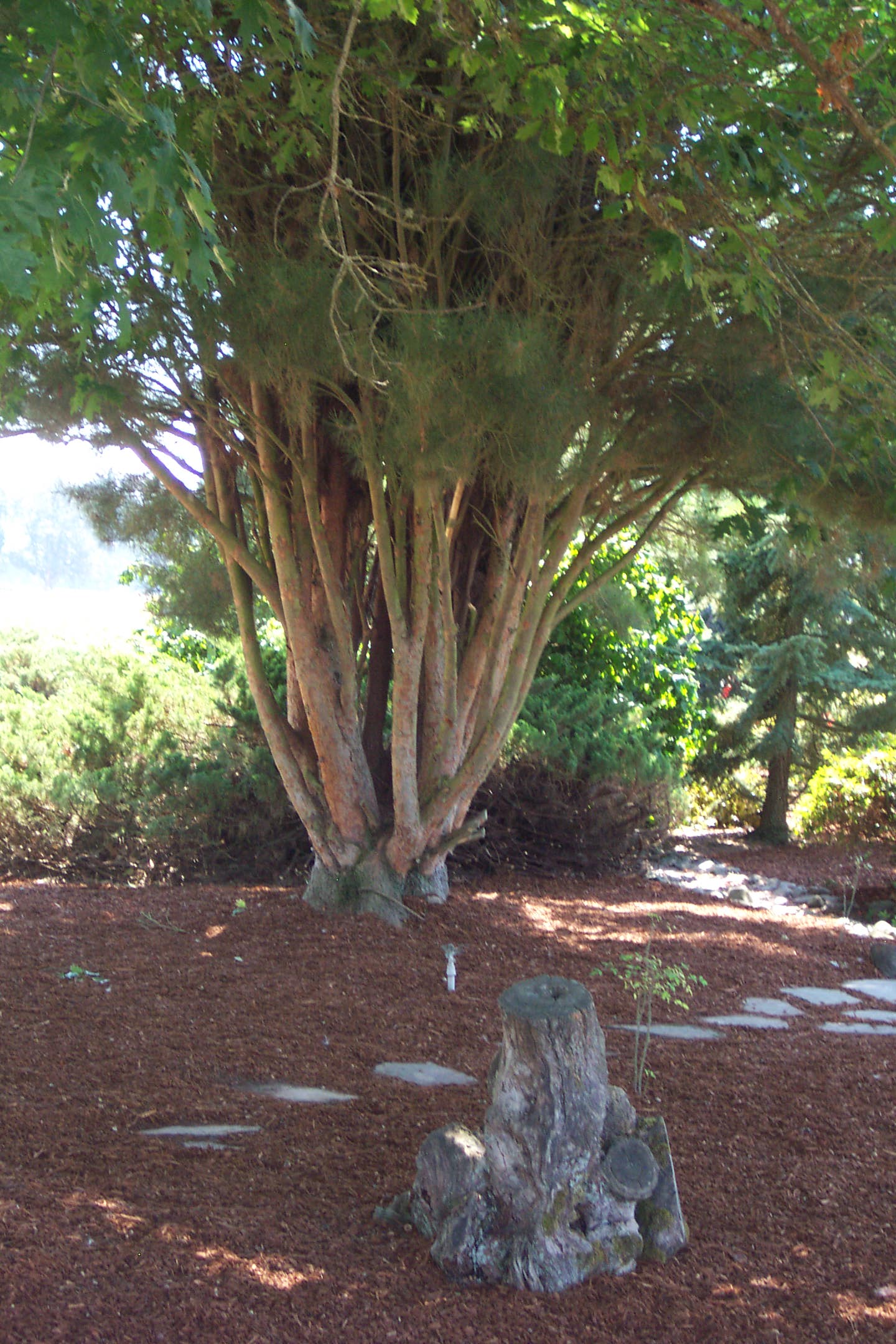 August 16, 2008, yard of Joe and Fran's home.