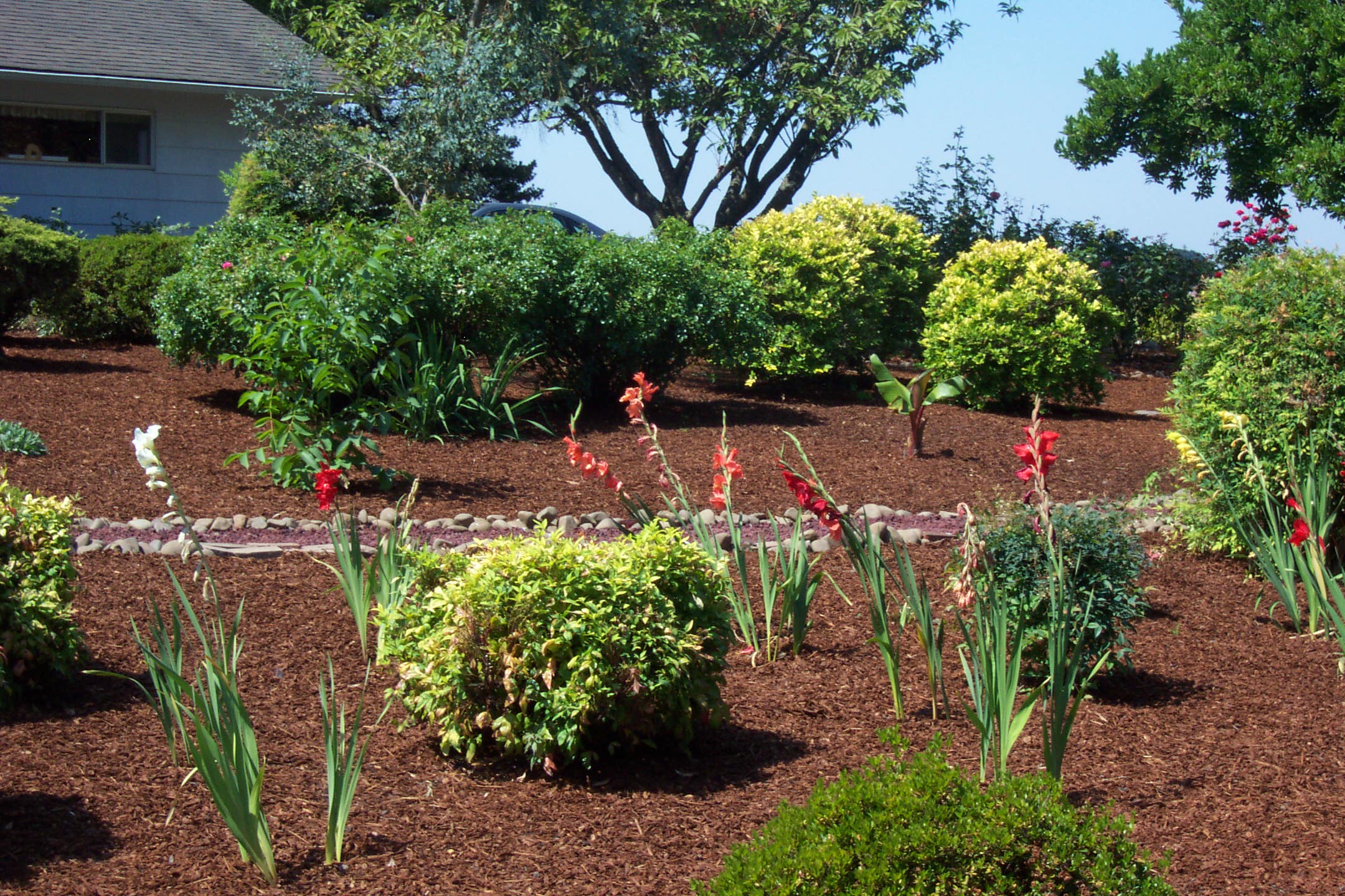 August 16, 2008, yard of Joe and Fran's home.