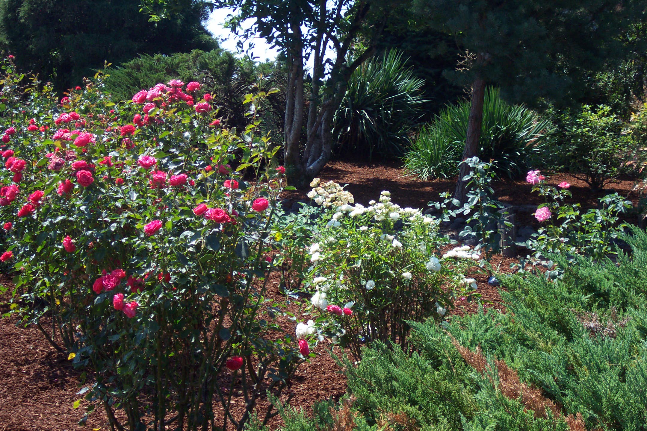 August 16, 2008, yard of Joe and Fran's home.