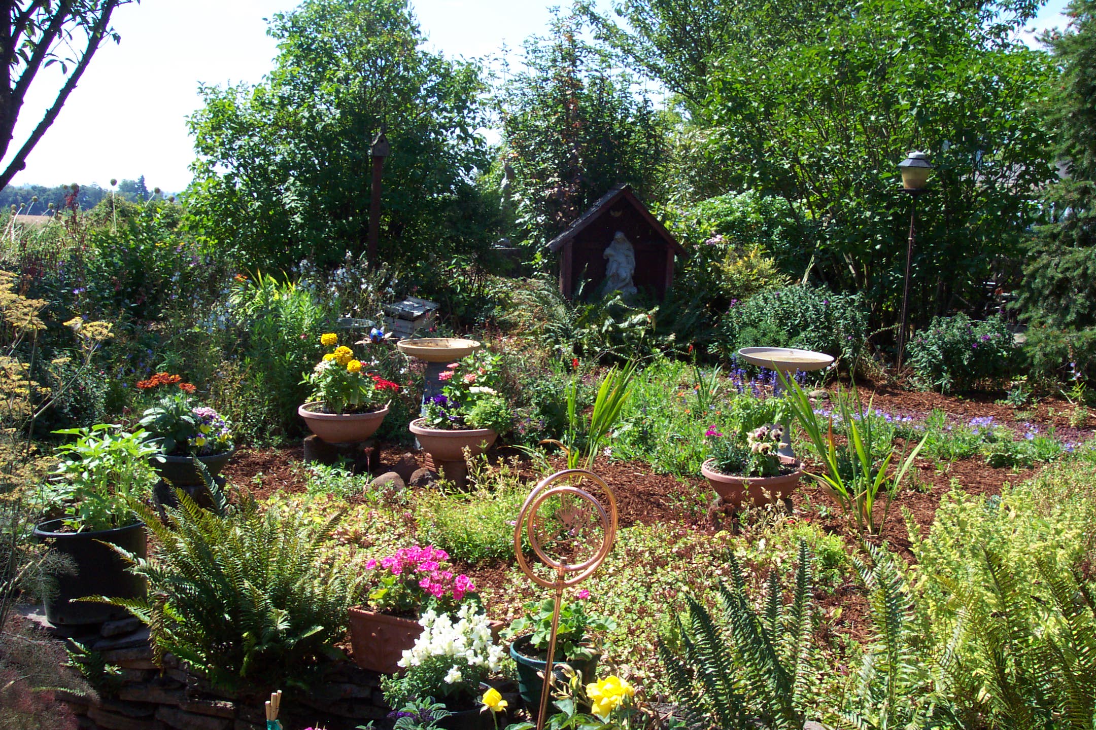 August 16, 2008, yard of Joe and Fran's home.