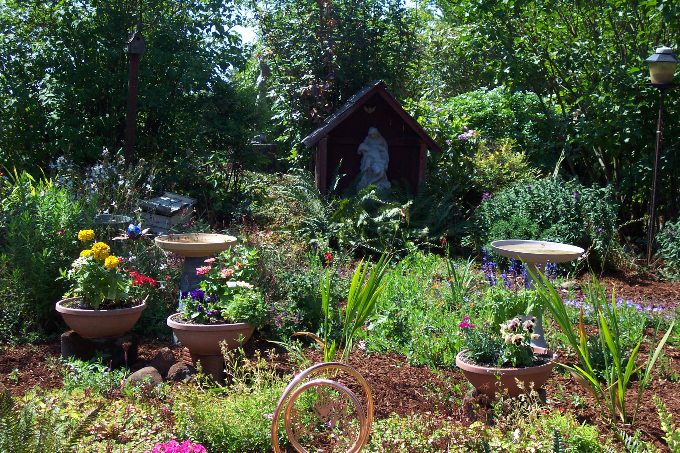 August 16, 2008, yard of Joe and Fran's home.