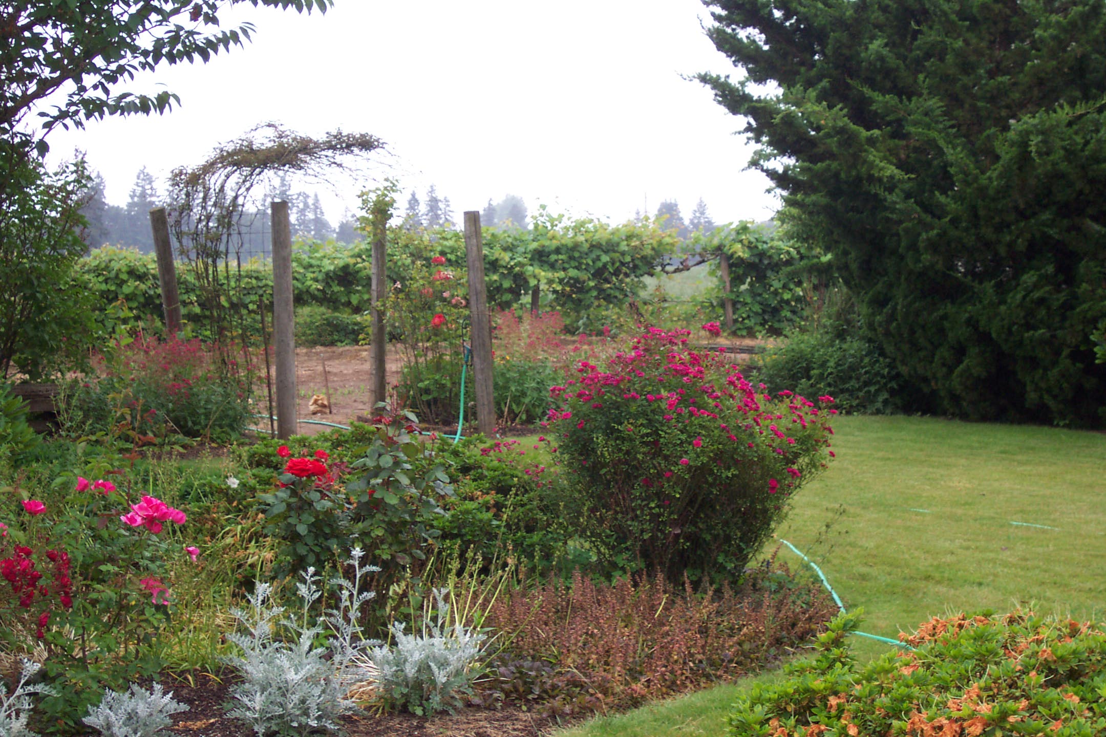 Myron and Keven's second farm, Oster II, Woodburn, Oregon, June 2007