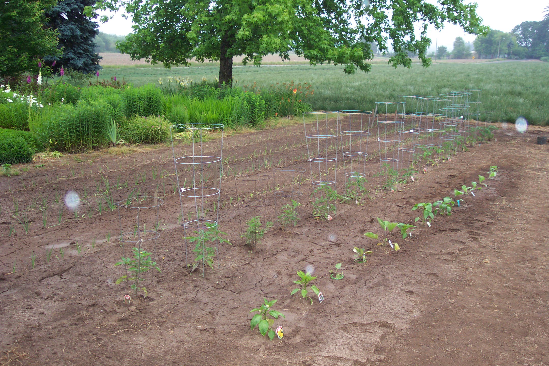 Myron and Keven's second farm, Oster II, Woodburn, Oregon, June 2007