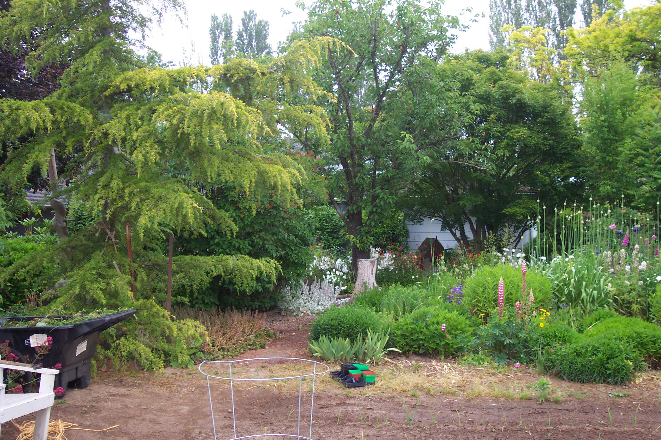 Myron and Keven's second farm, Oster II, Woodburn, Oregon, June 2007