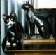 Our cat Sheba
